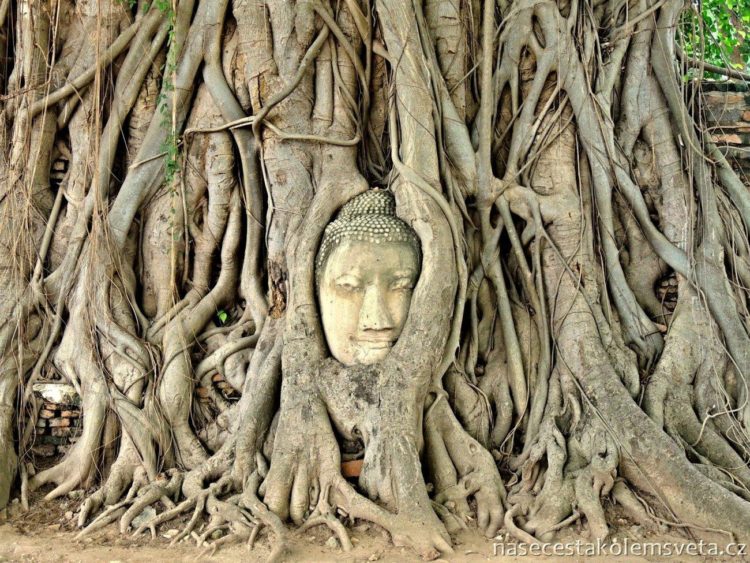 Hlava Buddhy v kořenech stromu Aytthaya